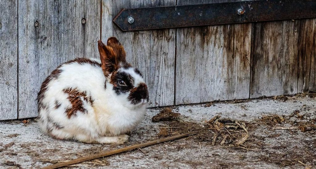rabbit outside hutch