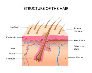 hair structure
